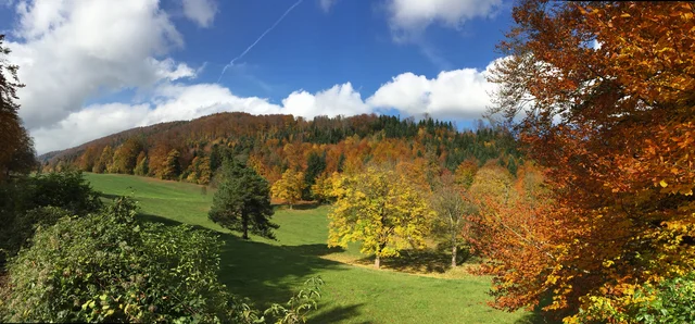 Forested hillside in autumn colours of orange, red, yellow and green above a sloping green meadow, under a blue sky with white clouds and a contrail.