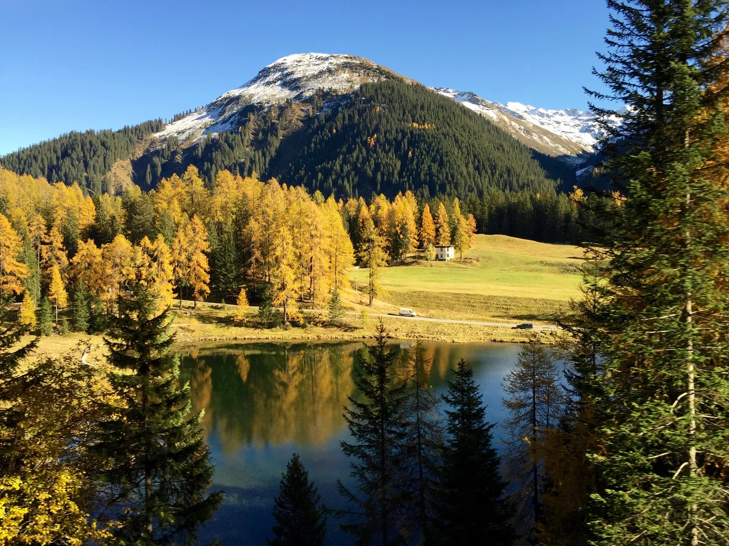 Leaf colouration of larch trees