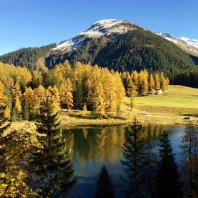 Leaf colouration of larch trees