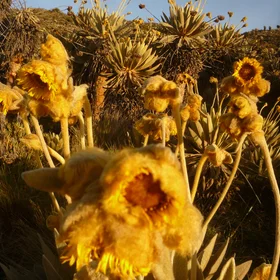 Frailejon flowers from Ocetá's Paramo