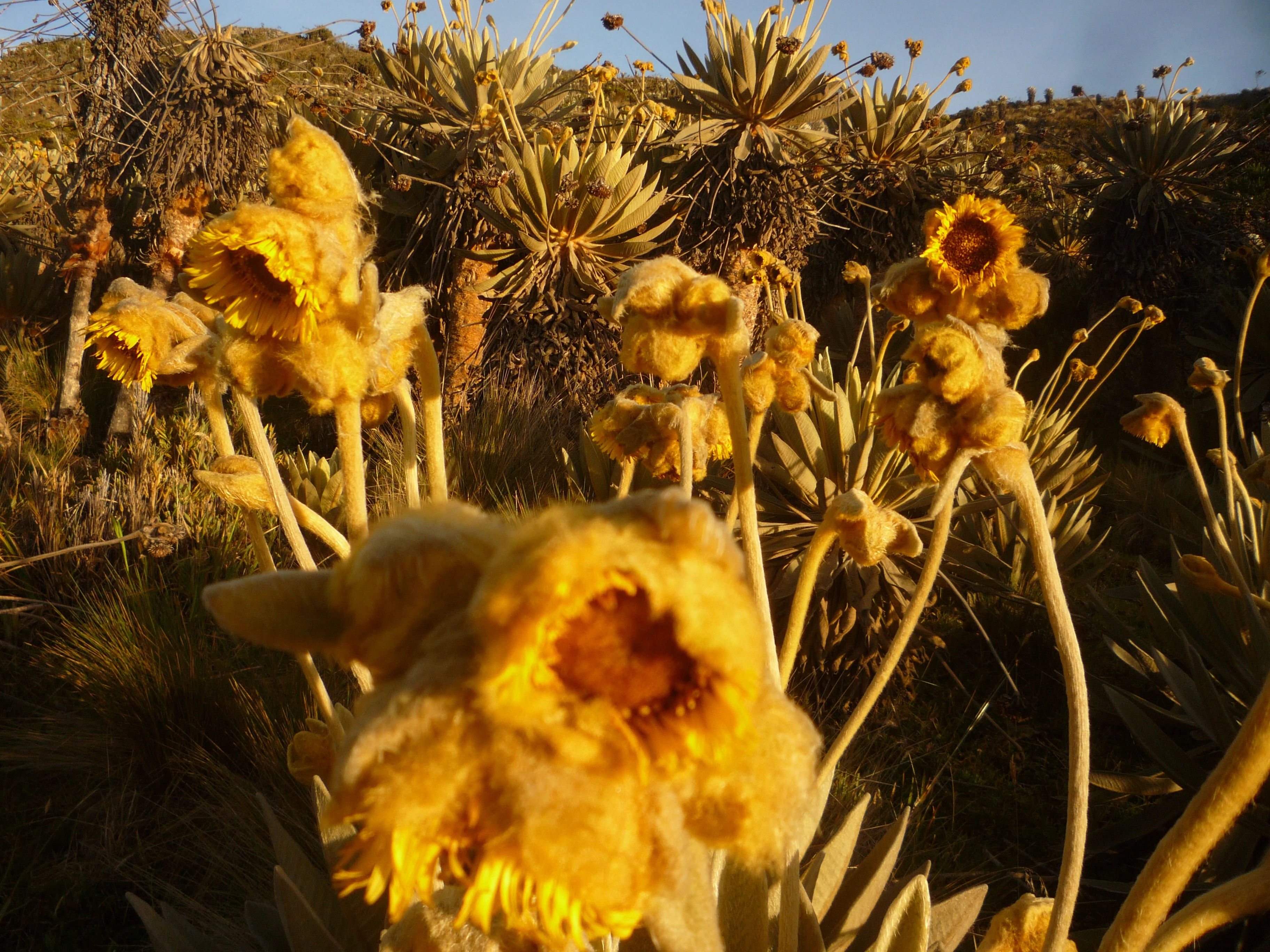 Frailejon flowers from Ocetá's Paramo
