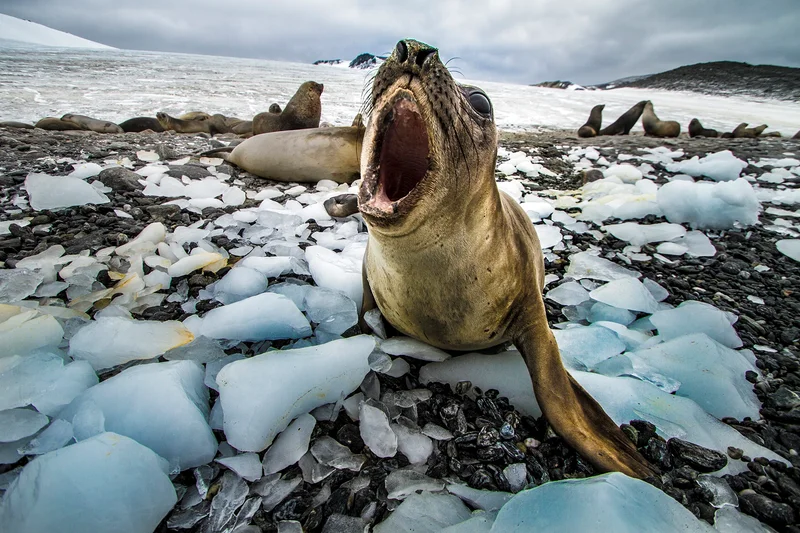 Maybe angry 'cause of global warming