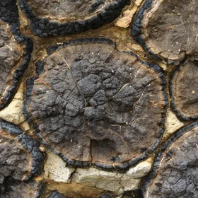 Pillow lava at Oamaru, New Zealand
