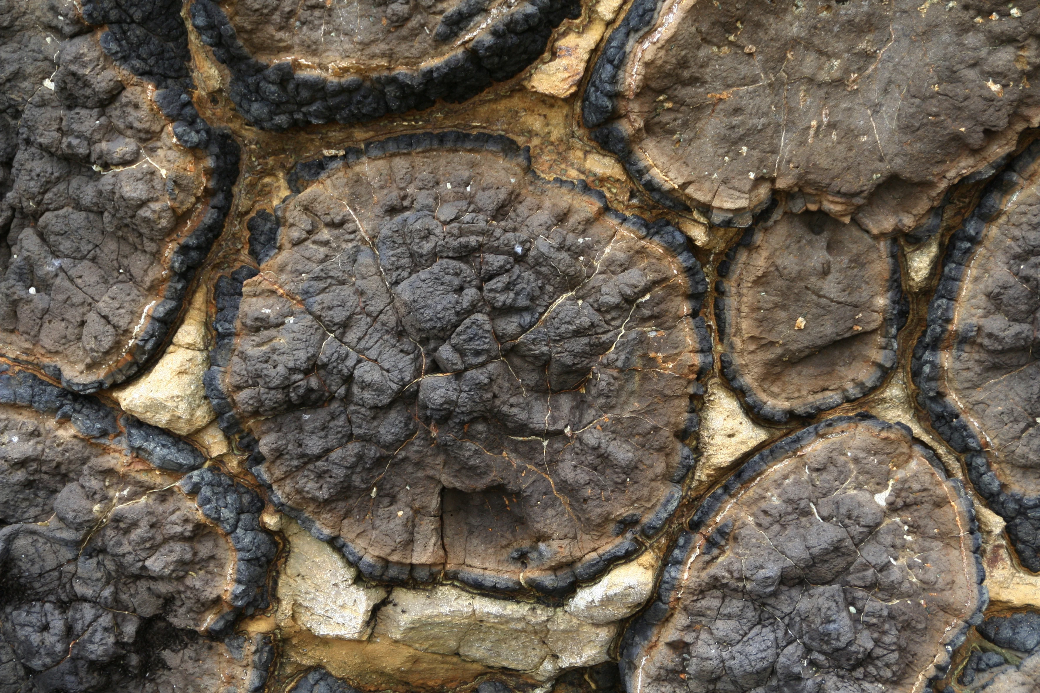 Pillow lava at Oamaru, New Zealand