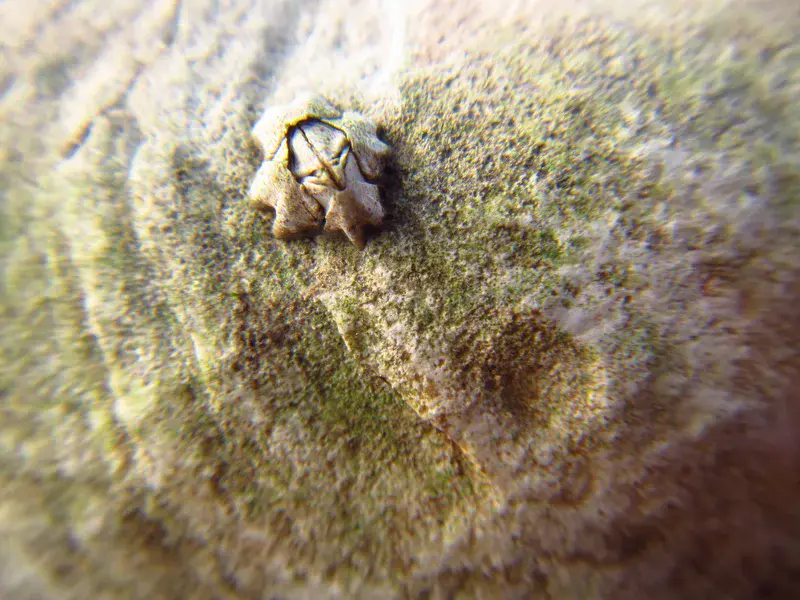 Marooned barnacle in Aberlady Bay