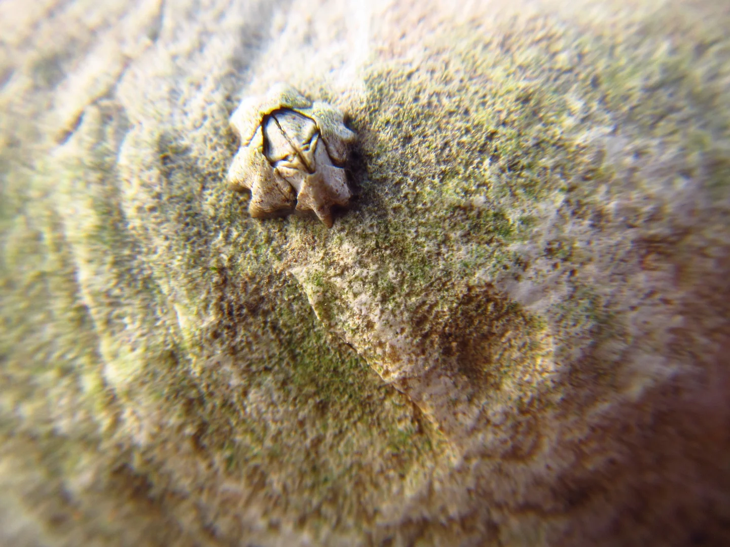 Marooned barnacle in Aberlady Bay