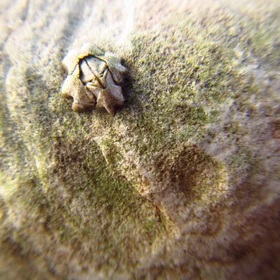 Marooned barnacle in Aberlady Bay