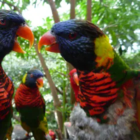 Stories of the Lories