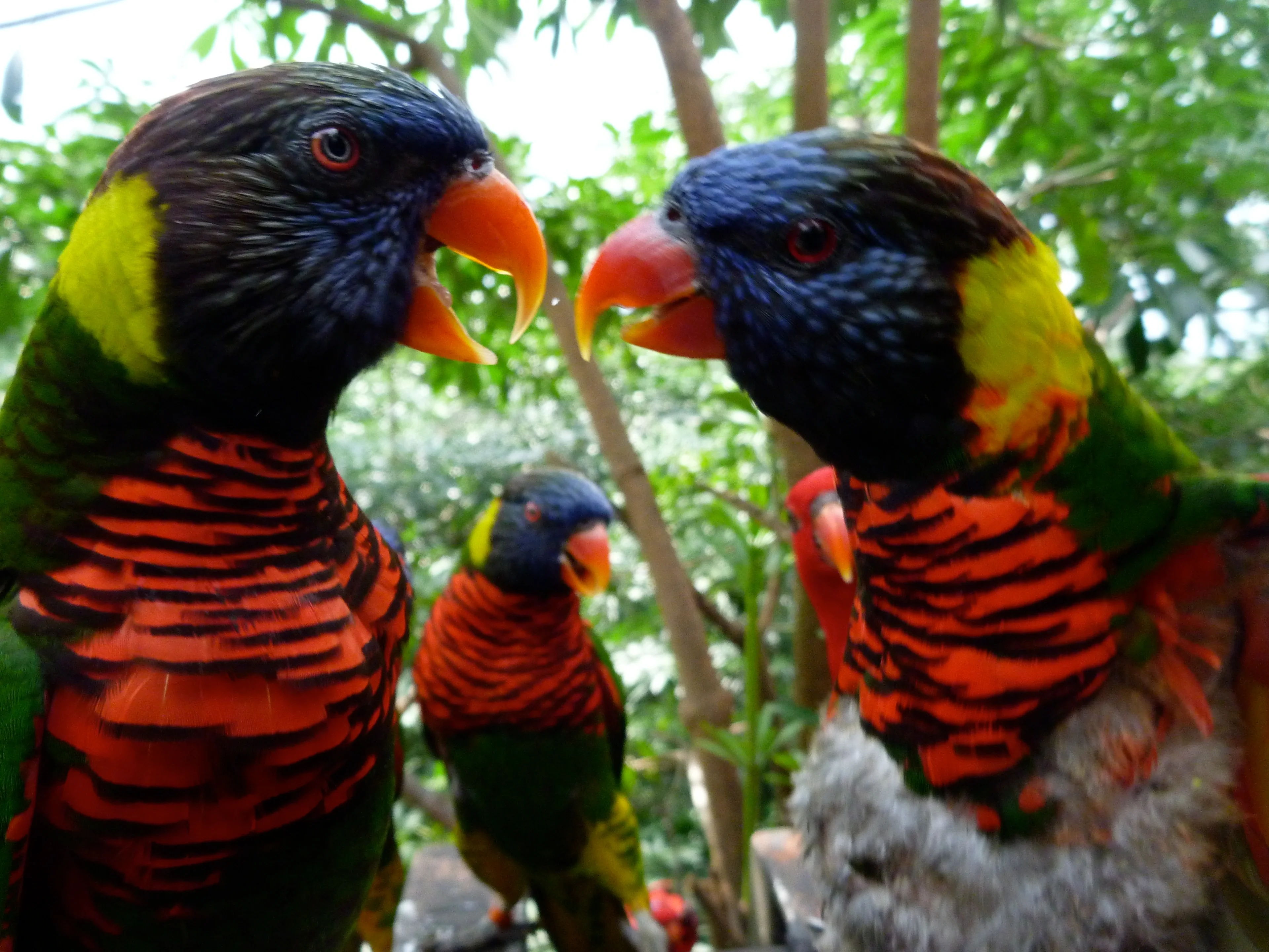 Stories of the Lories