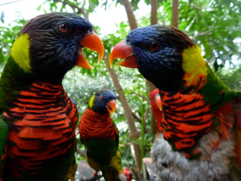 Stories of the Lories