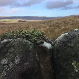 Lichen the Landscape