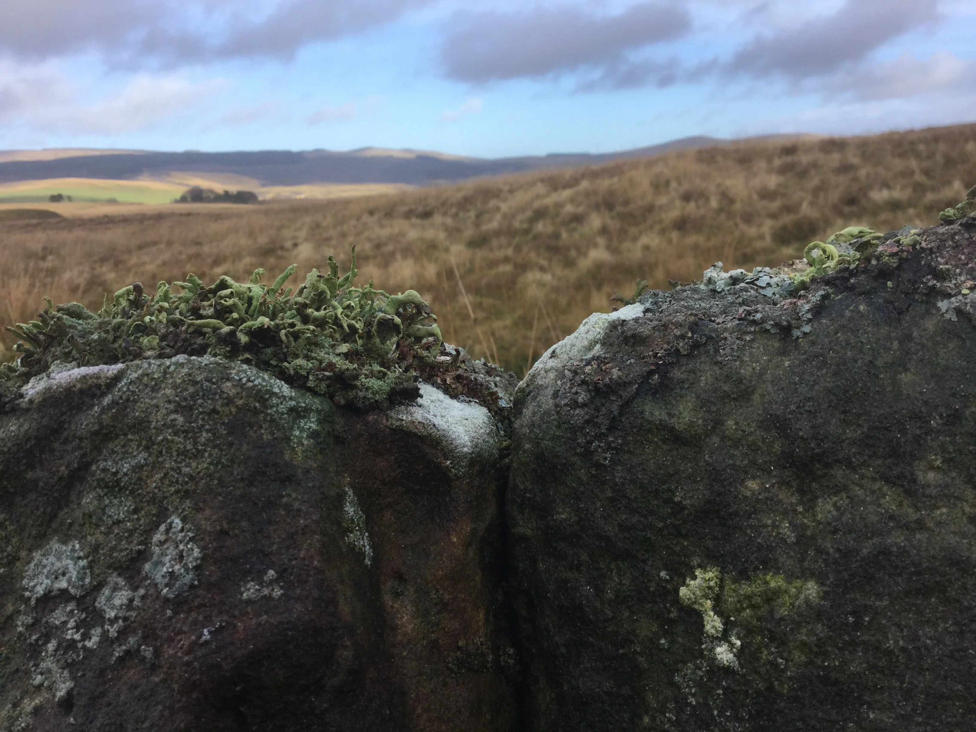 Lichen the Landscape