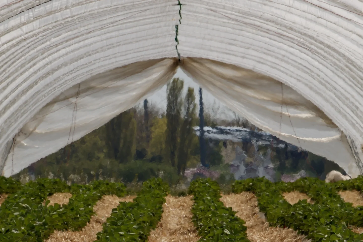 The Art of Greenhouse