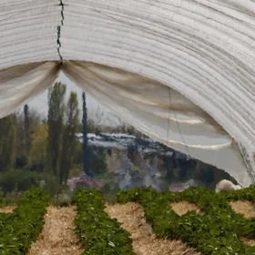 The Art of Greenhouse