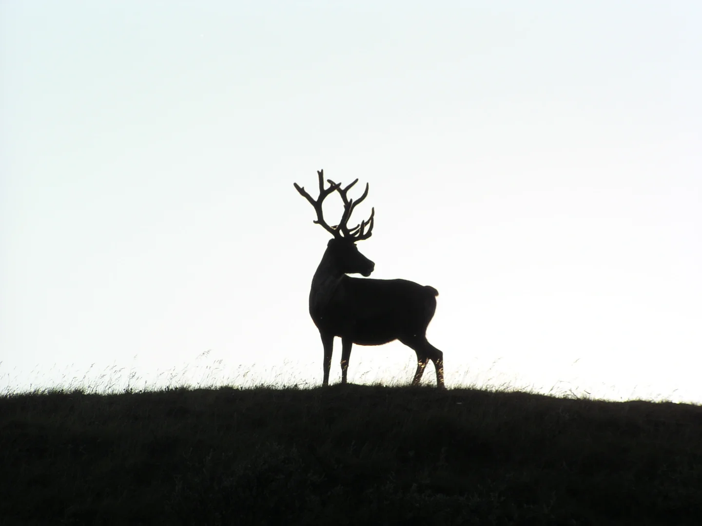 The sunlit Yamal reindeer