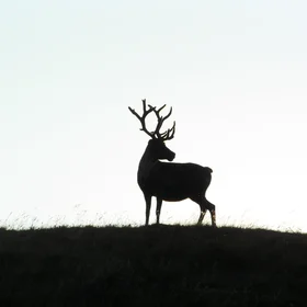 The sunlit Yamal reindeer