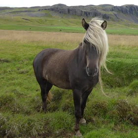 Icelandic landscape specialist