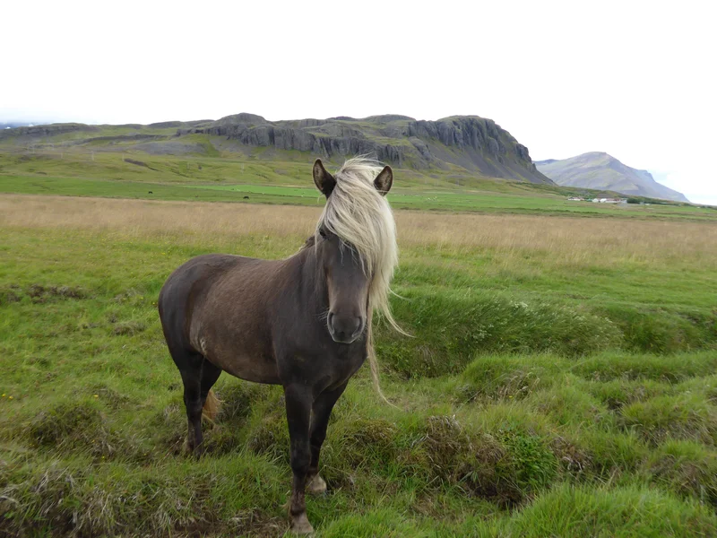 Icelandic landscape specialist