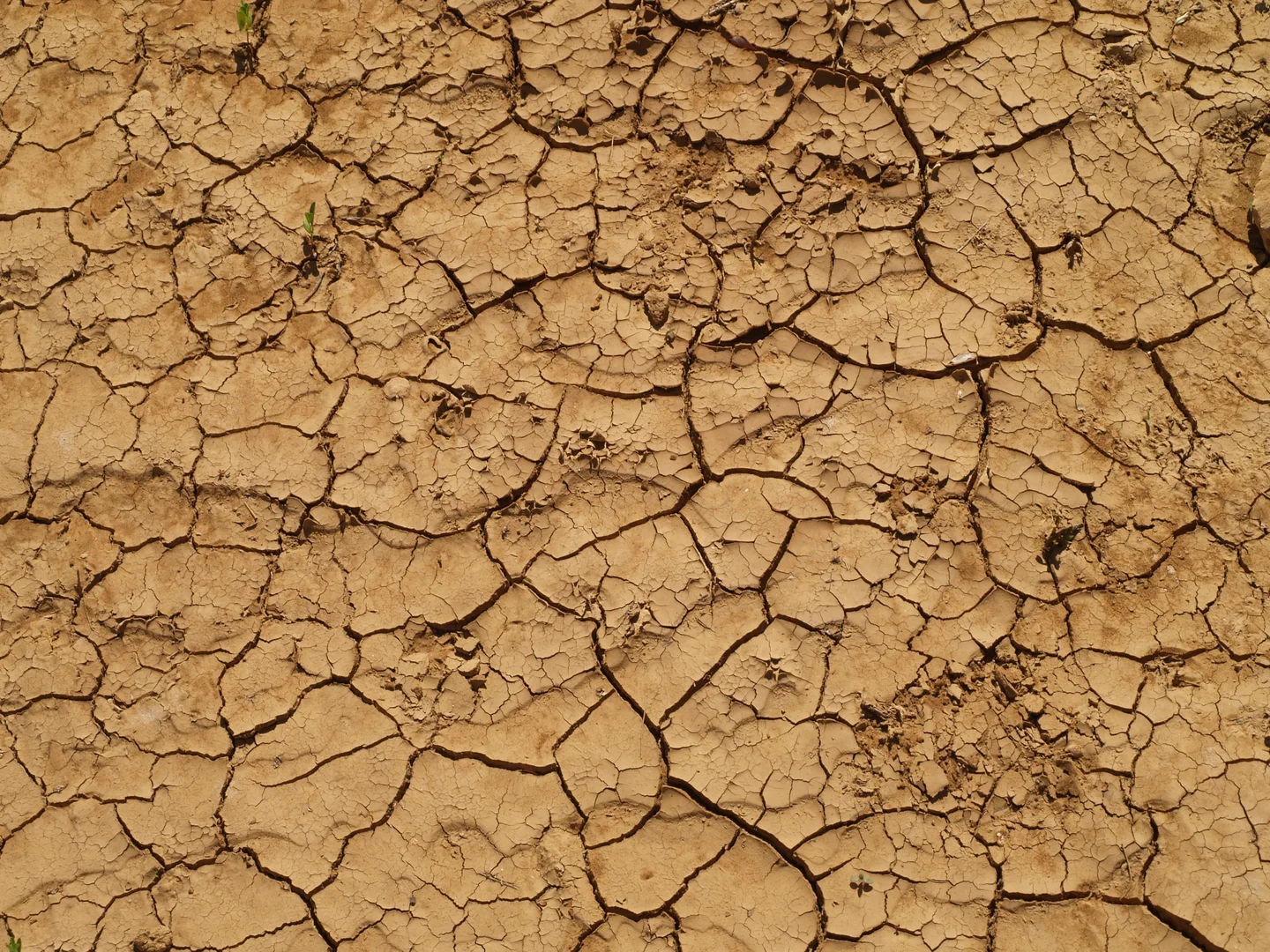 Beautiful even when dry