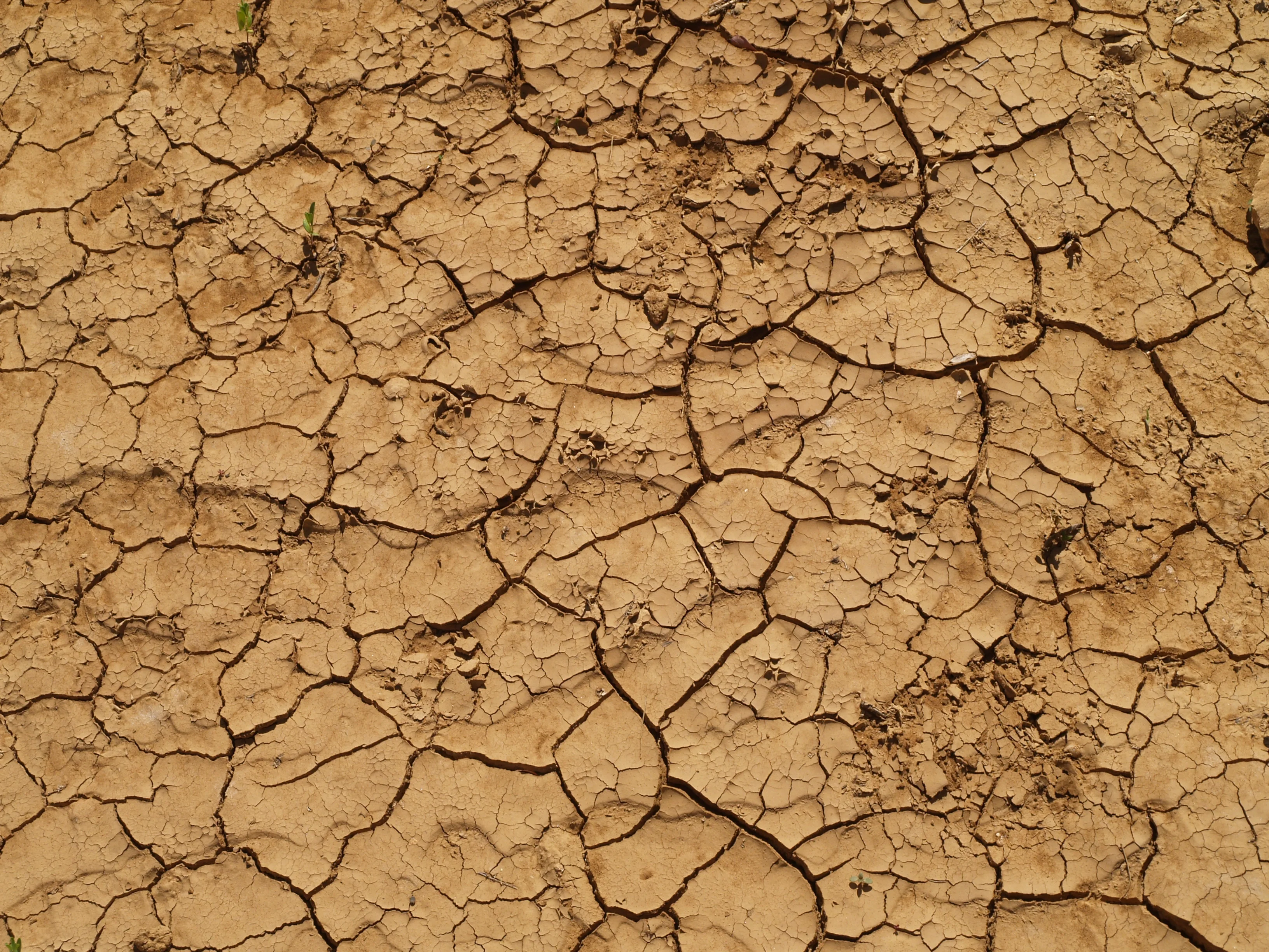 Beautiful even when dry