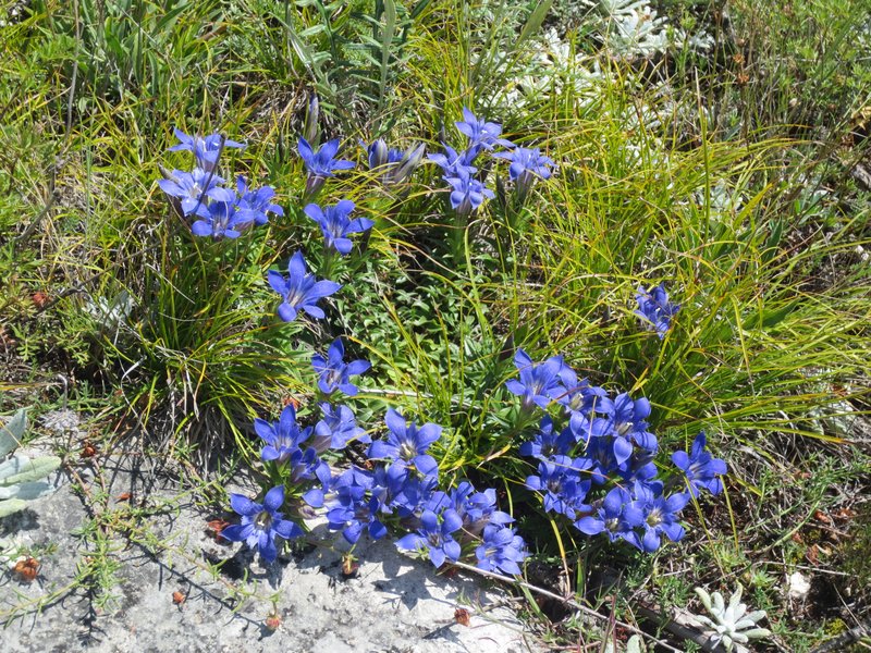 Gentiana grossheimii Doluch. Gunib plateau, Republic of Dagestan