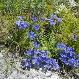 Gentiana grossheimii Doluch. Gunib plateau, Republic of Dagestan