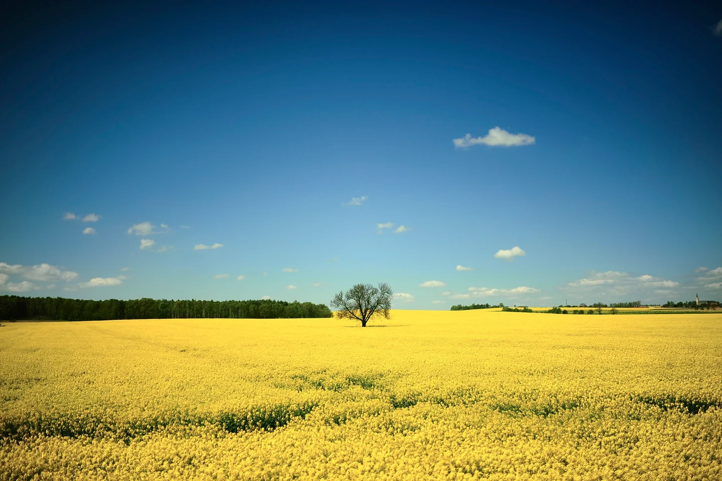 Springing North German Plain