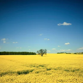 Springing North German Plain