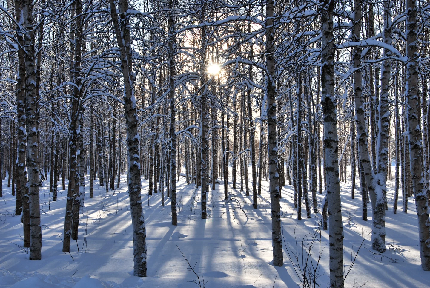 Walking in the wintry woods
