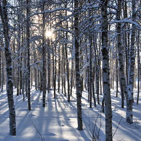 Walking in the wintry woods
