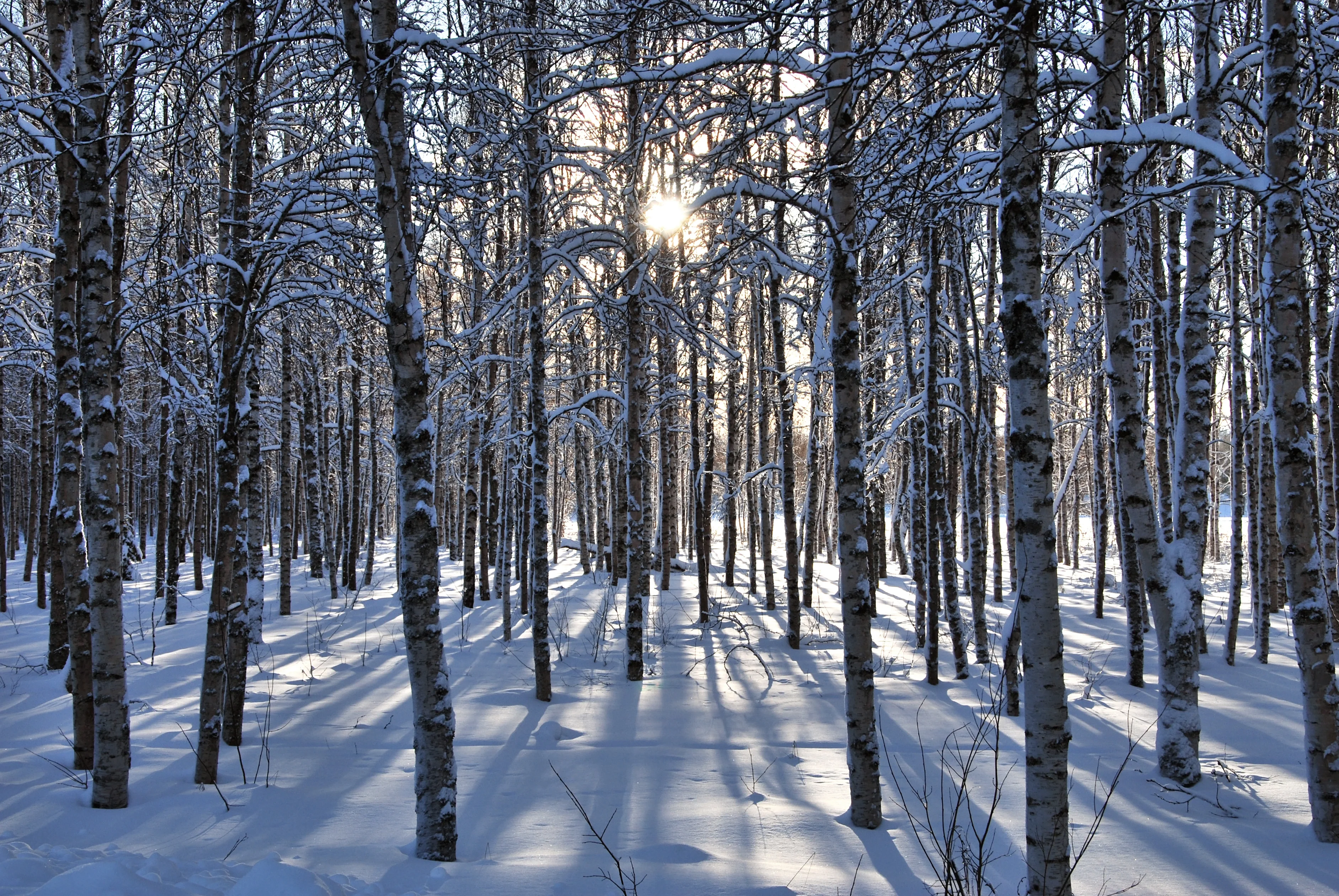 Walking in the wintry woods