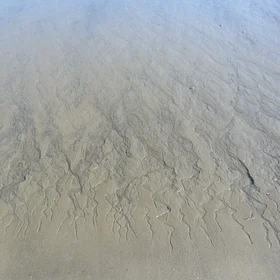 Dendritic drainage in garnet-rich foreshore