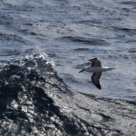 Wave Gliding in the Angola-Benguela Frontal Zone