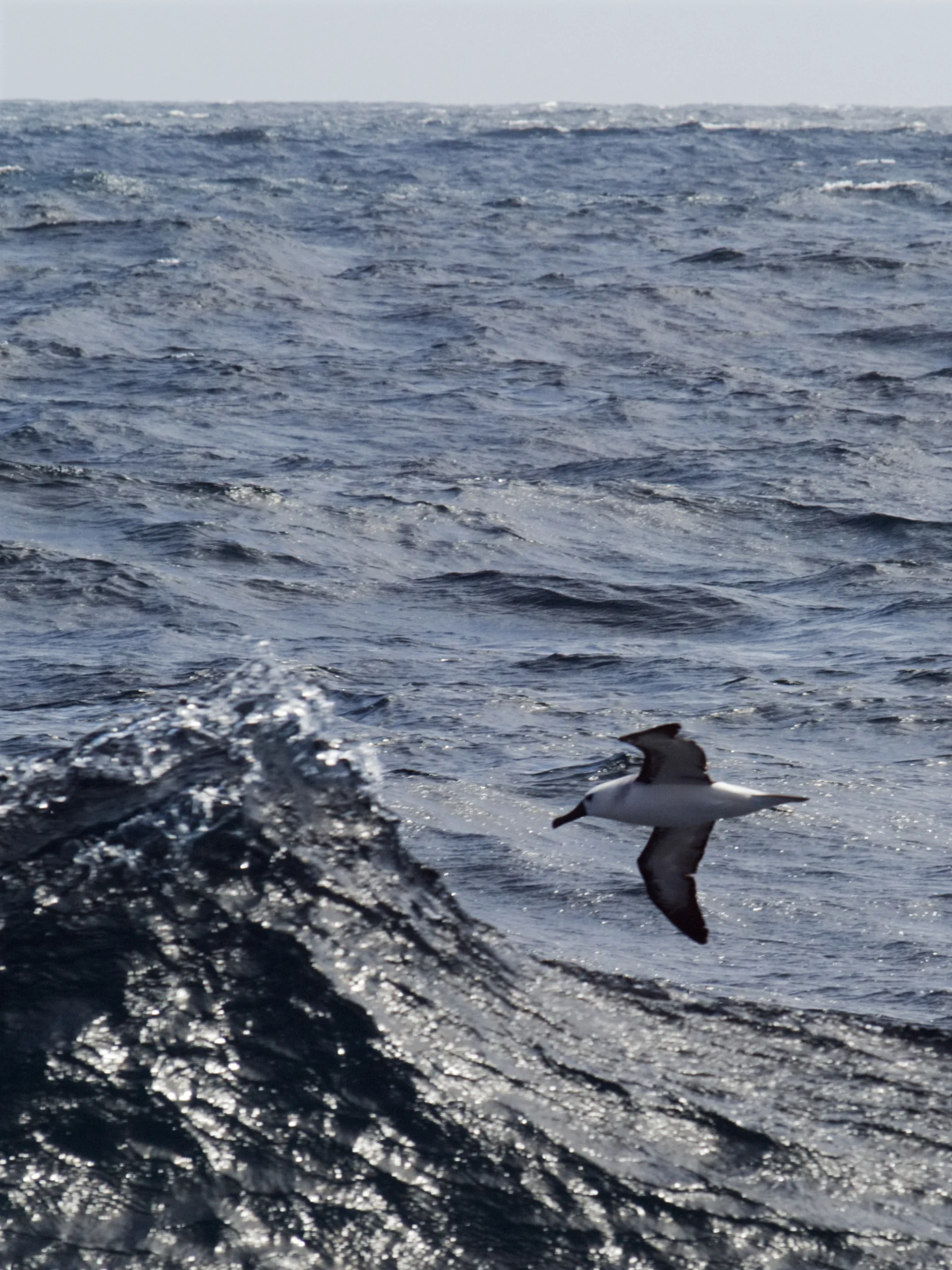 Wave Gliding in the Angola-Benguela Frontal Zone