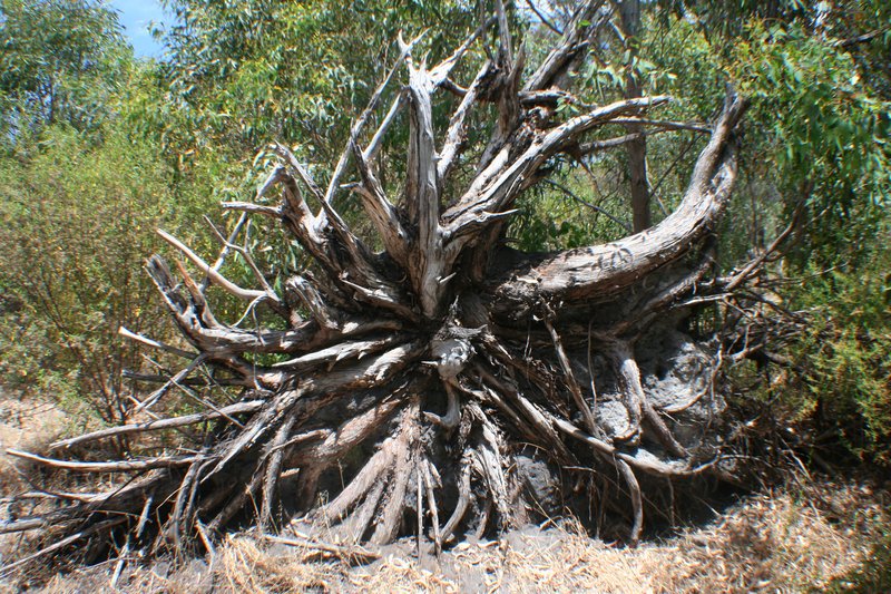 Root system of a dead eucalypt
