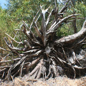 Root system of a dead eucalypt