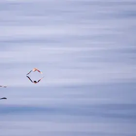 Birds flying above the Sea