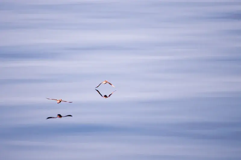 Birds flying above the Sea