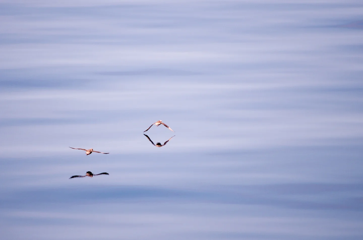 Birds flying above the Sea