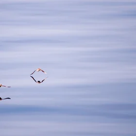 Birds flying above the Sea