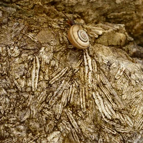 The Nummulite-Whisperer Snail