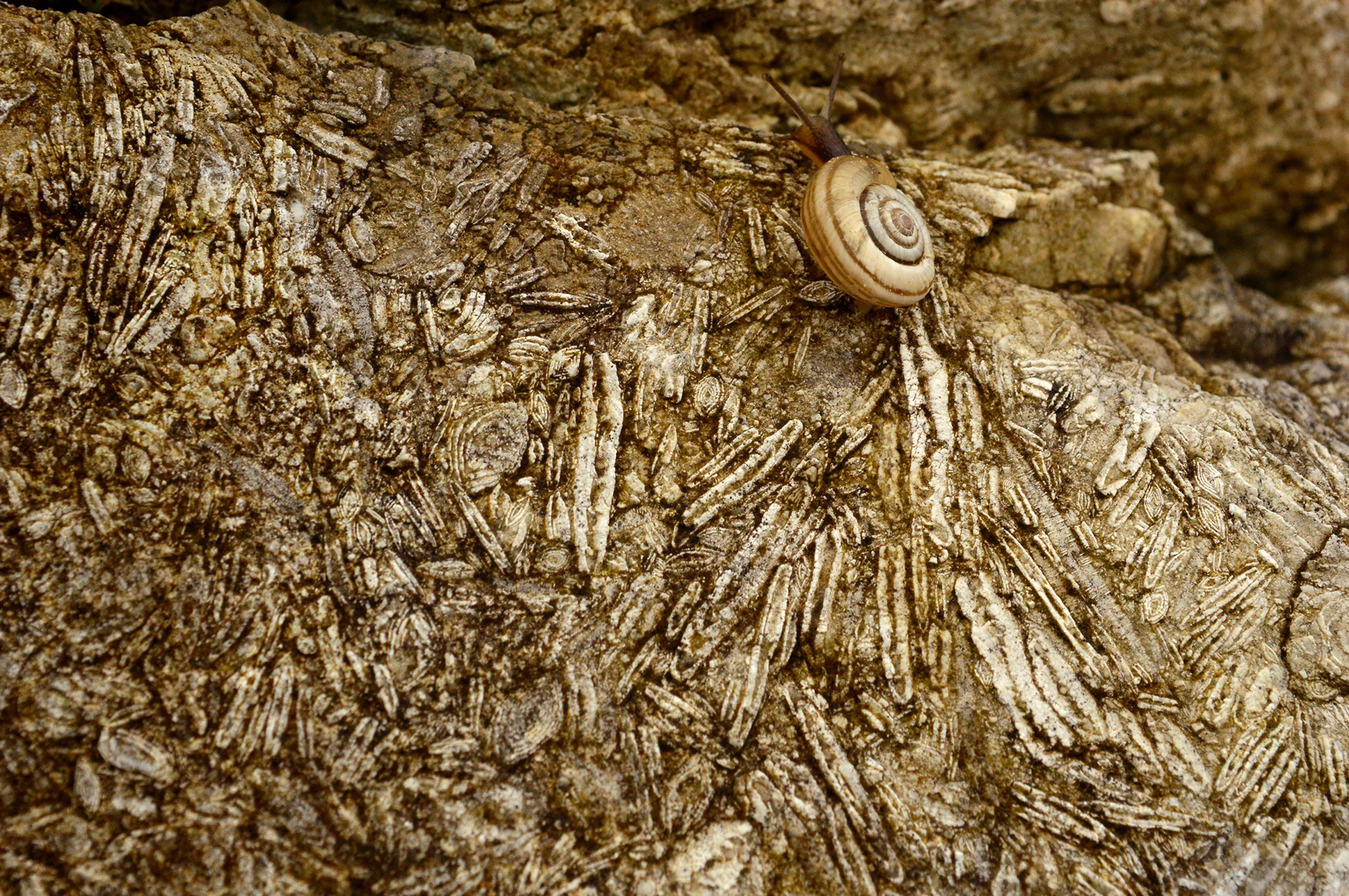 The Nummulite-Whisperer Snail