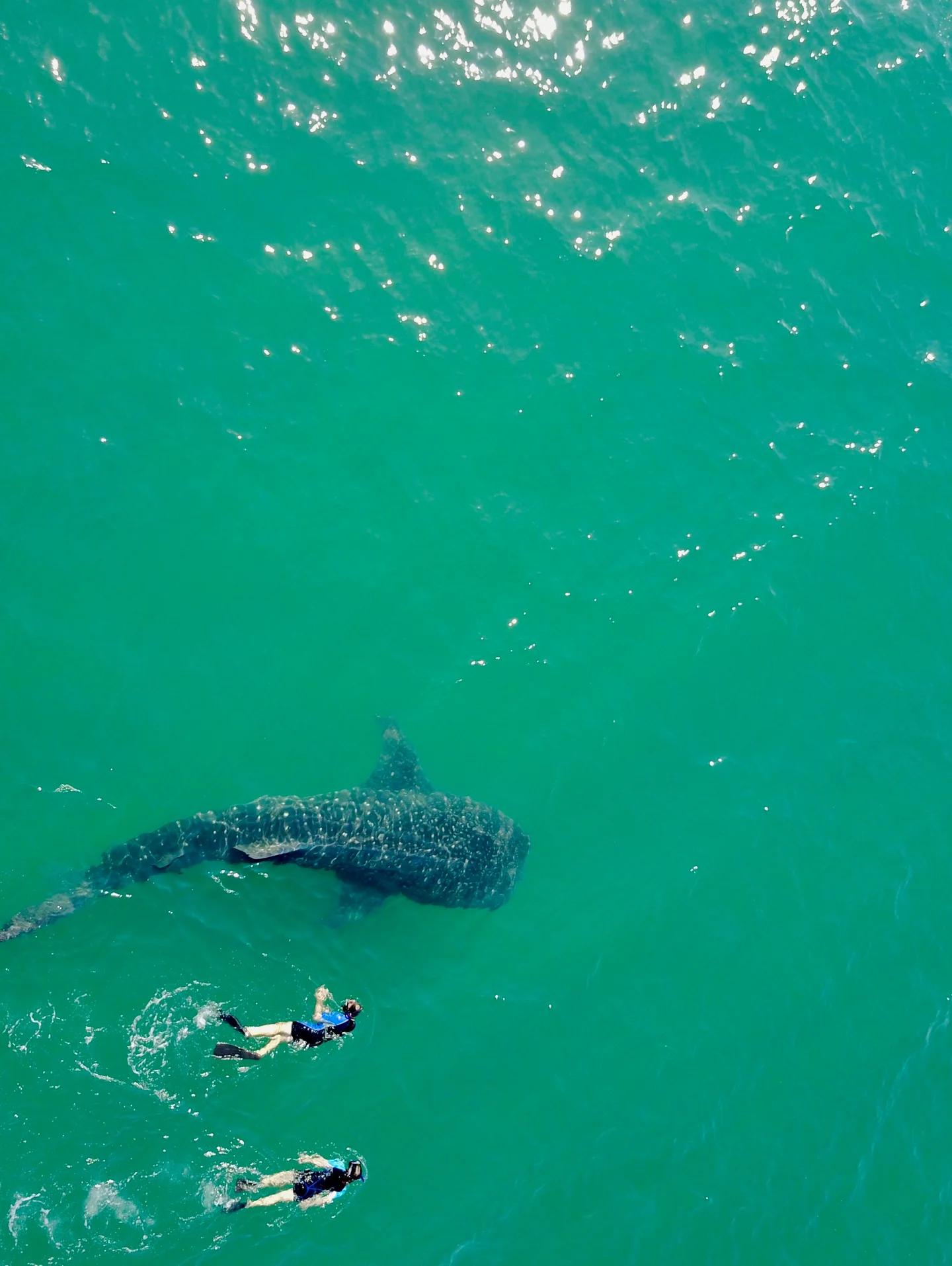 A big fish lost in the Sea of Cortez