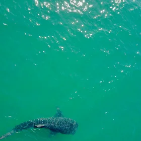 A big fish lost in the Sea of Cortez