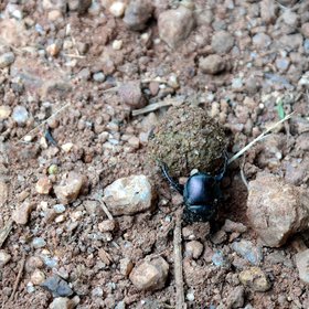 Dung beetle at work in Kibale forest