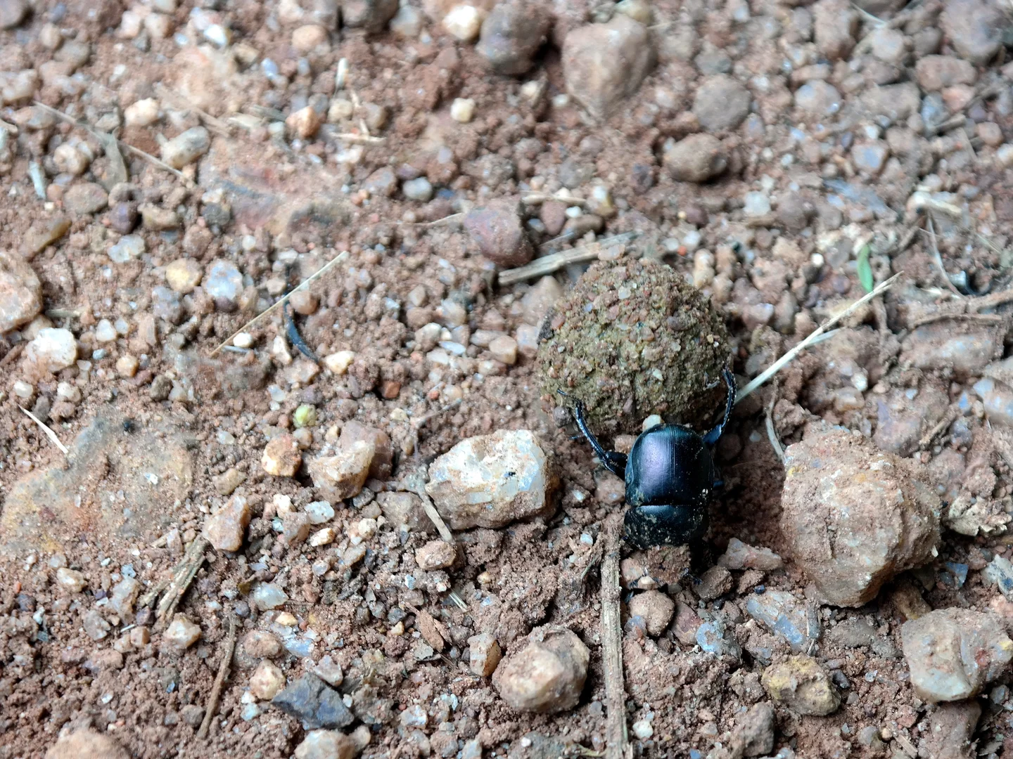 Dung beetle at work in Kibale forest