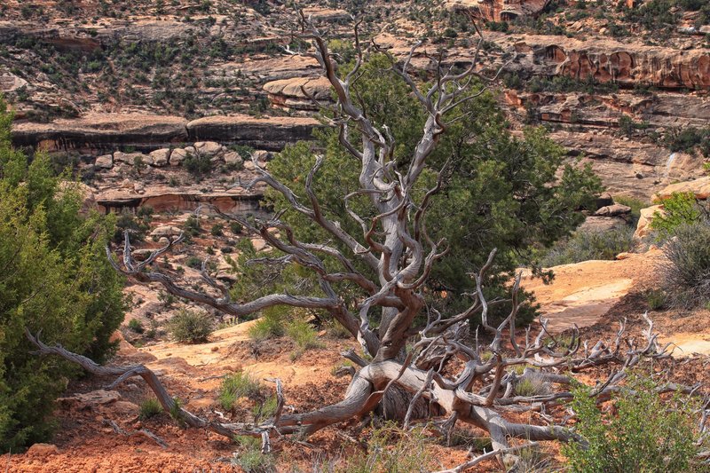 Bare Tree of National Brides National Monument