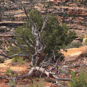 Bare Tree of National Brides National Monument