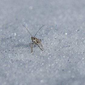 Frozen insect in Moroccan mountains