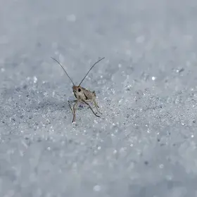 Frozen insect in Moroccan mountains